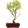 Japanischer Bergapfel, Bonsai, 9 Jahre, 47cm -Empfohlener Shop für Topfpflanzen omaltor092 66