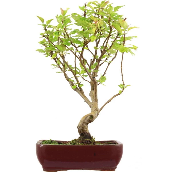 Japanischer Bergapfel, Bonsai, 9 Jahre, 47cm 3 Japanischer Bergapfel, Bonsai, 9 Jahre, 47cm