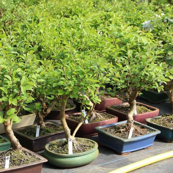 Japanischer Bergapfel, Bonsai, 9 Jahre, 47cm 4 Japanischer Bergapfel, Bonsai, 9 Jahre, 47cm – Bild 2