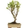 Japanischer Bergapfel, Bonsai, 9 Jahre, 51cm -Empfohlener Shop für Topfpflanzen omaltor093 05