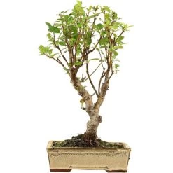 Japanischer Bergapfel, Bonsai, 9 Jahre, 51cm