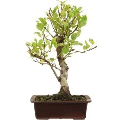 Japanischer Bergapfel, Bonsai, 9 Jahre, 46cm