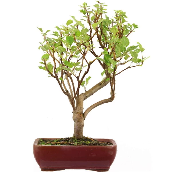Japanischer Bergapfel, Bonsai, 9 Jahre, 52cm 3 Japanischer Bergapfel, Bonsai, 9 Jahre, 52cm