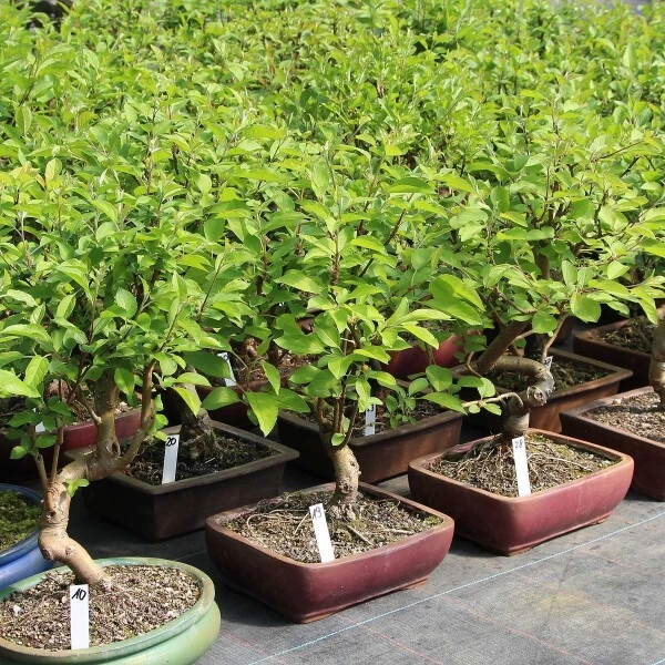 Japanischer Bergapfel, Bonsai, 9 Jahre, 52cm 4 Japanischer Bergapfel, Bonsai, 9 Jahre, 52cm – Bild 2