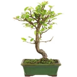 Japanischer Bergapfel, Bonsai, 9 Jahre, 48cm