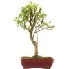 Japanischer Bergapfel, Bonsai, 9 Jahre, 51cm -Empfohlener Shop für Topfpflanzen omaltor093 42