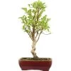 Japanischer Bergapfel, Bonsai, 9 Jahre, 53cm 2 Japanischer Bergapfel, Bonsai, 9 Jahre, 53cm -Empfohlener Shop für Topfpflanzen omaltor093 47