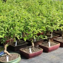 Japanischer Bergapfel, Bonsai, 9 Jahre, 53cm 6 Japanischer Bergapfel, Bonsai, 9 Jahre, 53cm -Empfohlener Shop für Topfpflanzen omaltor093 472