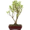Japanischer Bergapfel, Bonsai, 9 Jahre, 53cm -Empfohlener Shop für Topfpflanzen omaltor093 49