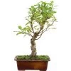 Japanischer Bergapfel, Bonsai, 9 Jahre, 47cm -Empfohlener Shop für Topfpflanzen omaltor093 62
