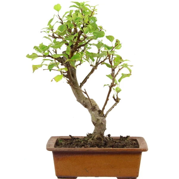 Japanischer Bergapfel, Bonsai, 9 Jahre, 44cm 3 Japanischer Bergapfel, Bonsai, 9 Jahre, 44cm