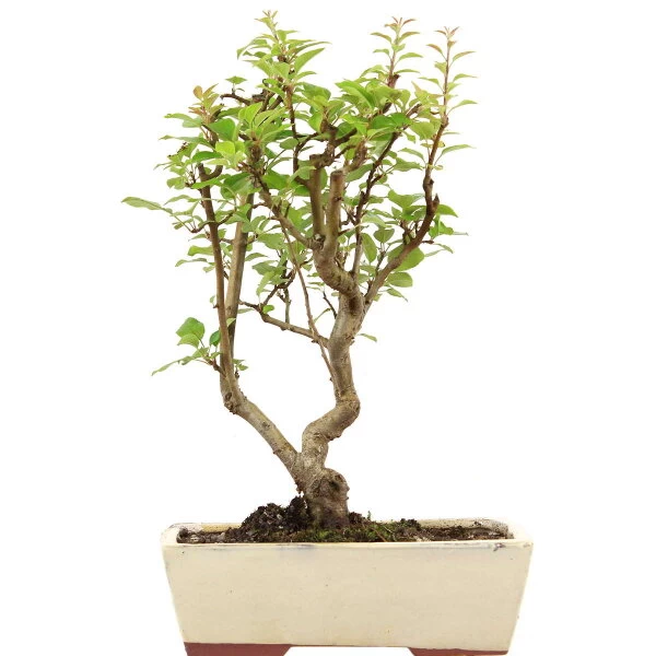 Japanischer Bergapfel, Bonsai, 9 Jahre, 42cm 3 Japanischer Bergapfel, Bonsai, 9 Jahre, 42cm