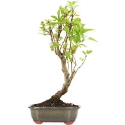 Japanischer Bergapfel, Bonsai, 9 Jahre, 58cm