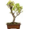 Japanischer Bergapfel, Bonsai, 9 Jahre, 45cm -Empfohlener Shop für Topfpflanzen omaltor093 84
