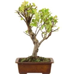 Japanischer Bergapfel, Bonsai, 9 Jahre, 45cm
