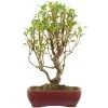 Japanischer Bergapfel, Bonsai, 9 Jahre, 49cm 1 Japanischer Bergapfel, Bonsai, 9 Jahre, 49cm -Empfohlener Shop für Topfpflanzen omaltor093 90