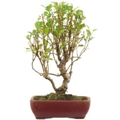 Japanischer Bergapfel, Bonsai, 9 Jahre, 49cm