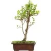 Japanischer Bergapfel, Bonsai, 9 Jahre, 50cm -Empfohlener Shop für Topfpflanzen omaltor093 91