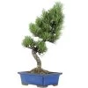 Japanische Mädchenkiefer, Bonsai, 9 Jahre, 36cm -Empfohlener Shop für Topfpflanzen opinpar091 16