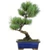 Japanische Mädchenkiefer, Bonsai, 9 Jahre, 32cm -Empfohlener Shop für Topfpflanzen opinpar091 17