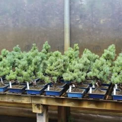 Japanische Mädchenkiefer, Bonsai, 9 Jahre, 32cm 6 Japanische Mädchenkiefer, Bonsai, 9 Jahre, 32cm -Empfohlener Shop für Topfpflanzen opinpar091 172