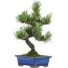 Japanische Mädchenkiefer, Bonsai, 9 Jahre, 34cm 1 Japanische Mädchenkiefer, Bonsai, 9 Jahre, 34cm -Empfohlener Shop für Topfpflanzen opinpar091 18