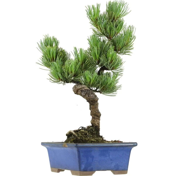 Japanische Mädchenkiefer, Bonsai, 9 Jahre, 34cm 3 Japanische Mädchenkiefer, Bonsai, 9 Jahre, 34cm