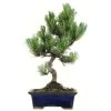 Japanische Mädchenkiefer, Bonsai, 9 Jahre, 35cm -Empfohlener Shop für Topfpflanzen opinpar091 38