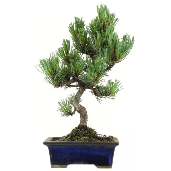 Japanische Mädchenkiefer, Bonsai, 9 Jahre, 35cm 3 Japanische Mädchenkiefer, Bonsai, 9 Jahre, 35cm