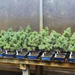 Japanische Mädchenkiefer, Bonsai, 9 Jahre, 35cm 6 Japanische Mädchenkiefer, Bonsai, 9 Jahre, 35cm -Empfohlener Shop für Topfpflanzen opinpar091 382