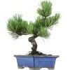 Japanische Mädchenkiefer, Bonsai, 9 Jahre, 30cm -Empfohlener Shop für Topfpflanzen opinpar091 41