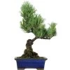 Japanische Mädchenkiefer, Bonsai, 9 Jahre, 33cm -Empfohlener Shop für Topfpflanzen opinpar091 48