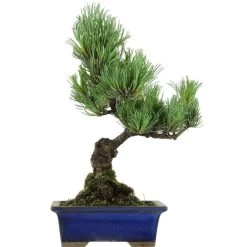 Japanische Mädchenkiefer, Bonsai, 9 Jahre, 33cm