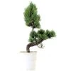 Japanische Mädchenkiefer, Bonsai, 9 Jahre, 39cm 1 Japanische Mädchenkiefer, Bonsai, 9 Jahre, 39cm -Empfohlener Shop für Topfpflanzen opinpar092 02