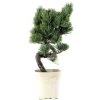 Japanische Mädchenkiefer, Bonsai, 9 Jahre, 38cm 1 Japanische Mädchenkiefer, Bonsai, 9 Jahre, 38cm -Empfohlener Shop für Topfpflanzen opinpar092 10