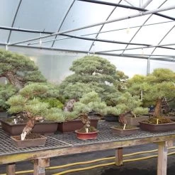 Japanische Mädchenkiefer, Bonsai, 9 Jahre, 38cm -Empfohlener Shop für Topfpflanzen opinpar092 103