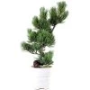 Japanische Mädchenkiefer, Bonsai, 9 Jahre, 43cm -Empfohlener Shop für Topfpflanzen opinpar092 11