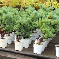 Japanische Mädchenkiefer, Bonsai, 9 Jahre, 45cm 6 Japanische Mädchenkiefer, Bonsai, 9 Jahre, 45cm -Empfohlener Shop für Topfpflanzen opinpar092 232