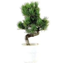 Japanische Mädchenkiefer, Bonsai, 9 Jahre, 36cm