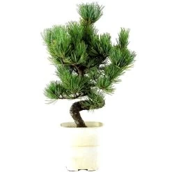 Japanische Mädchenkiefer, Bonsai, 9 Jahre, 39cm