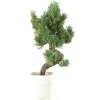 Japanische Mädchenkiefer, Bonsai, 9 Jahre, 41cm -Empfohlener Shop für Topfpflanzen opinpar092 36
