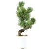 Japanische Mädchenkiefer, Bonsai, 9 Jahre, 40cm -Empfohlener Shop für Topfpflanzen opinpar092 38
