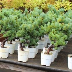 Japanische Mädchenkiefer, Bonsai, 9 Jahre, 37cm -Empfohlener Shop für Topfpflanzen opinpar092 402