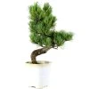 Japanische Mädchenkiefer, Bonsai, 9 Jahre, 37cm -Empfohlener Shop für Topfpflanzen opinpar092 48