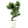 Japanische Mädchenkiefer, Bonsai, 9 Jahre, 38cm -Empfohlener Shop für Topfpflanzen opinpar092 52