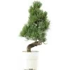 Japanische Mädchenkiefer, Bonsai, 9 Jahre, 41cm 1 Japanische Mädchenkiefer, Bonsai, 9 Jahre, 41cm -Empfohlener Shop für Topfpflanzen opinpar092 56