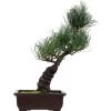 Japanische Mädchenkiefer, Bonsai, 14 Jahre, 40cm 1 Japanische Mädchenkiefer, Bonsai, 14 Jahre, 40cm -Empfohlener Shop für Topfpflanzen opinpar141 19