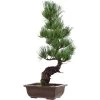 Japanische Mädchenkiefer, Bonsai, 14 Jahre, 51cm -Empfohlener Shop für Topfpflanzen opinpar141 32