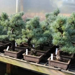 Japanische Mädchenkiefer, Bonsai, 14 Jahre, 51cm -Empfohlener Shop für Topfpflanzen opinpar141 322