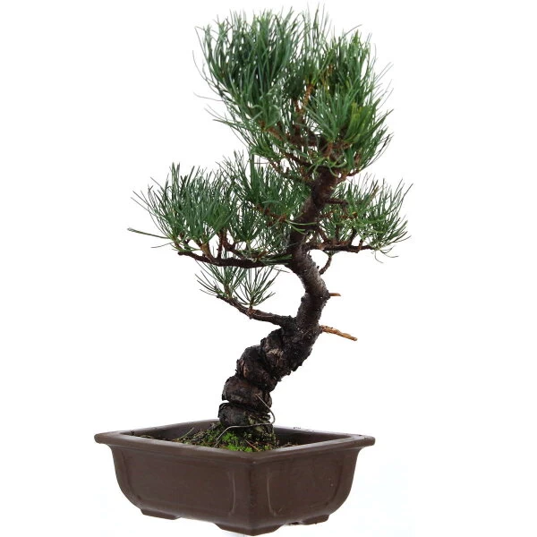 Japanische Mädchenkiefer, Bonsai, 14 Jahre, 41cm 3 Japanische Mädchenkiefer, Bonsai, 14 Jahre, 41cm